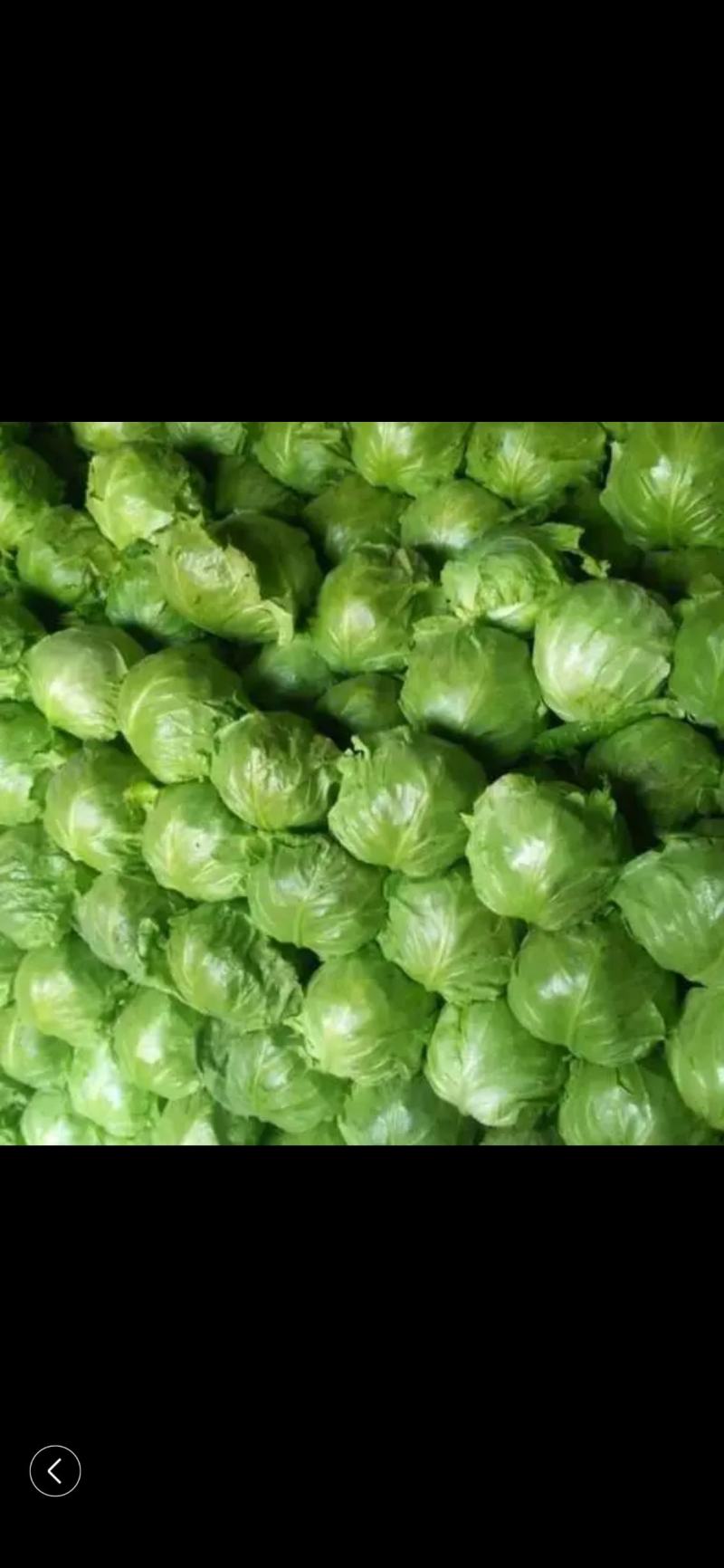 甘蓝包菜量大从优商超直供欢迎咨询品质优良
