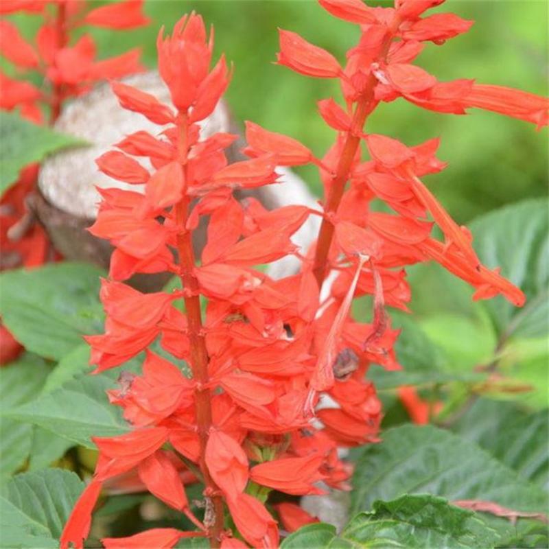 一串红种子串串红耐热耐旱花期长庭院盆栽花海植物花卉观赏花