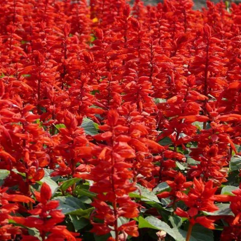 一串红种子串串红耐热耐旱花期长庭院盆栽花海植物花卉观赏花