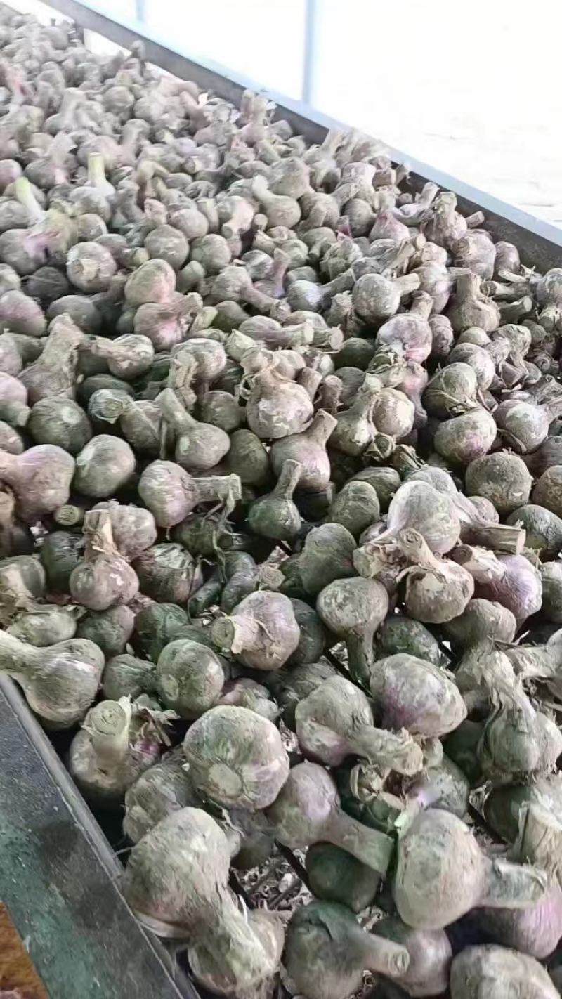 通许蒜业、专注储存大蒜、冷库出租、实力配资、行情分析