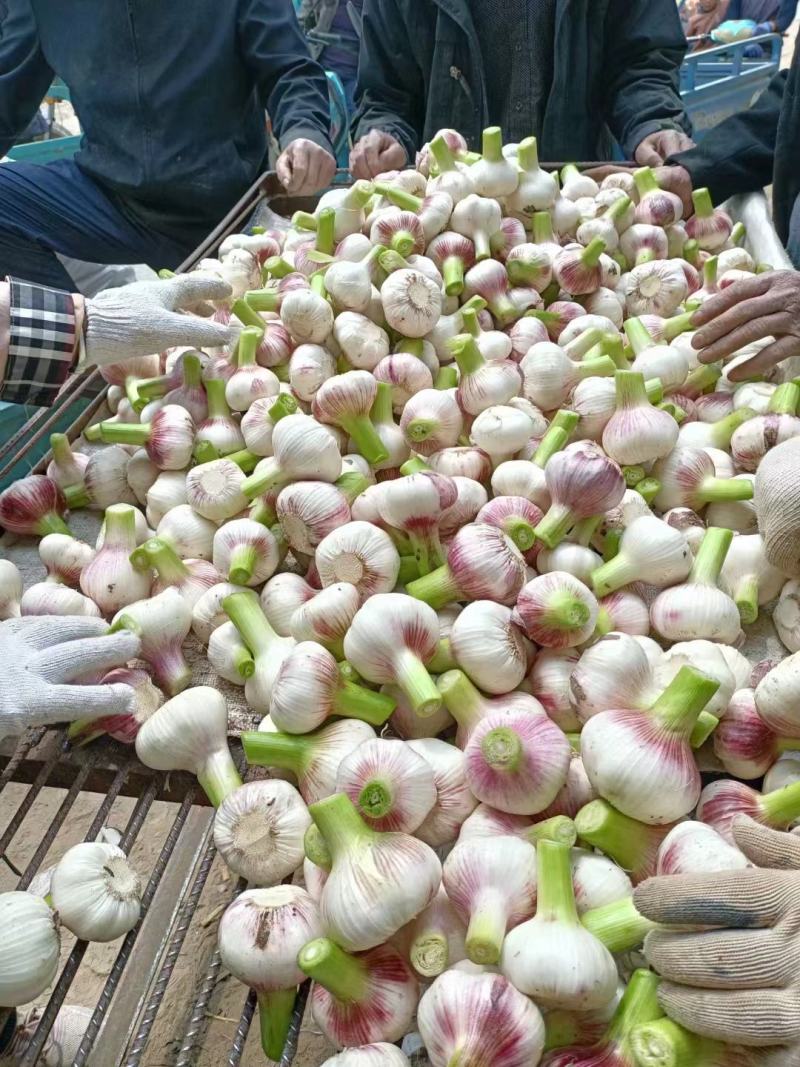 通许蒜业、专注储存大蒜、冷库出租、实力配资、行情分析