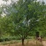 精品青叶碧桃8公分10公分12公分15公分精品山桃_碧桃
