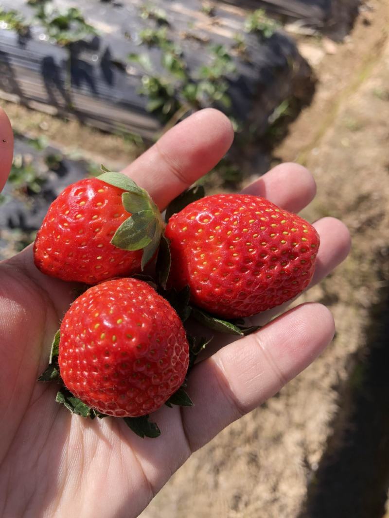 新鲜四季草莓现摘新鲜红颜大草莓当季时令水果整件批发草莓