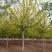 精品金叶复叶槭10公分12公分15公分金叶青叶复叶槭树