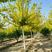 精品金叶复叶槭10公分12公分15公分金叶青叶复叶槭树