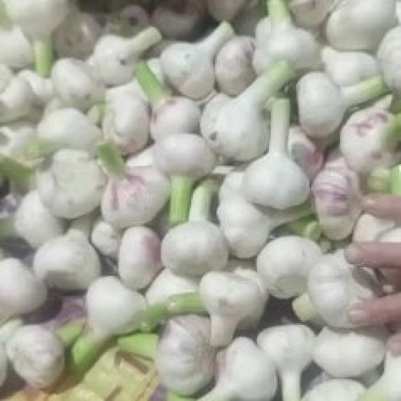 大量供应淮阳扒皮蒜