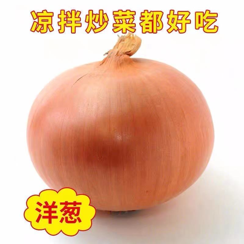 精品黄皮洋葱基地直供一手货源品质保证诚信经营欢迎采购