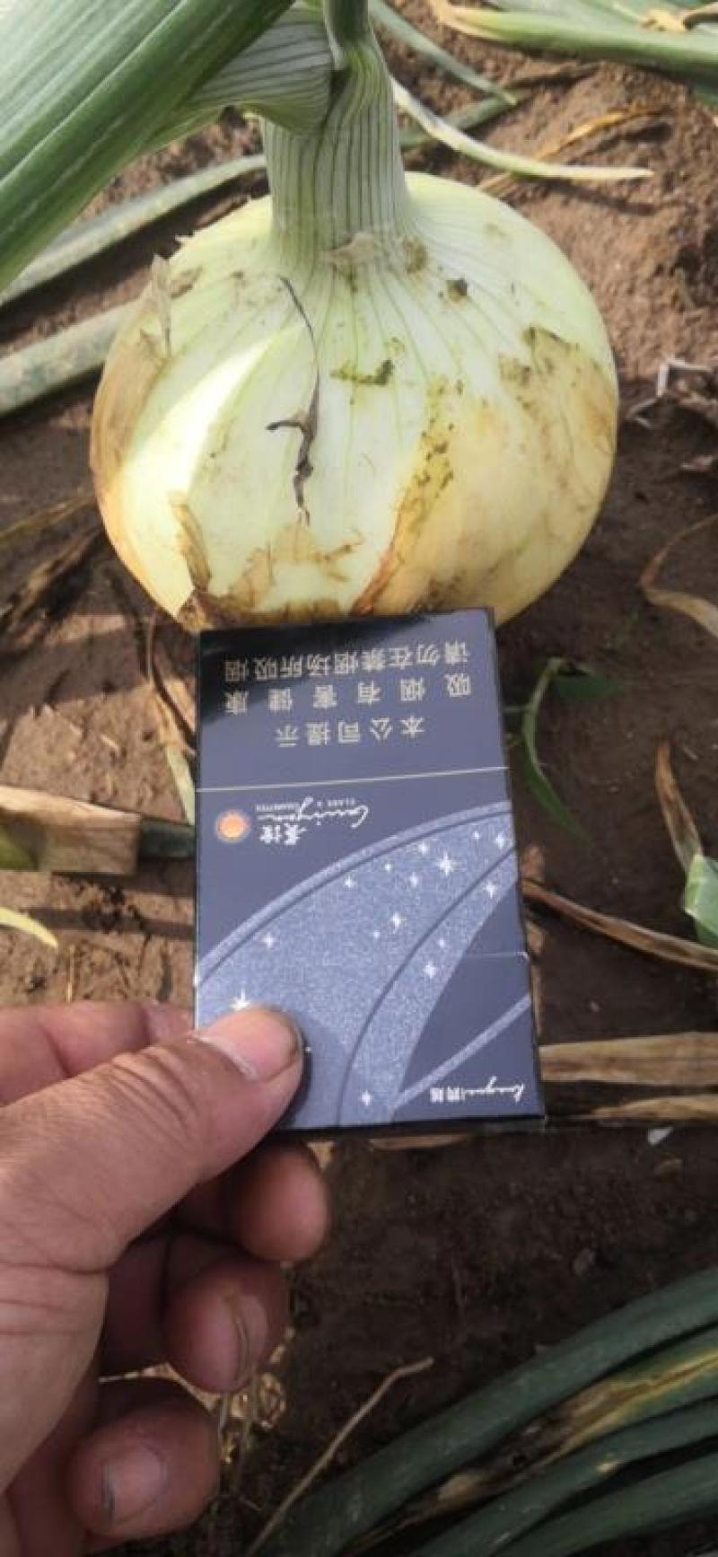精品黄皮洋葱基地直供一手货源品质保证诚信经营欢迎采购