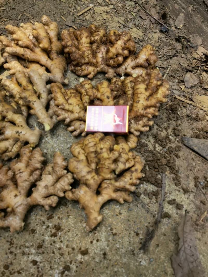 贵州精品，二黄姜，每天能供应十吨以上，量大从优