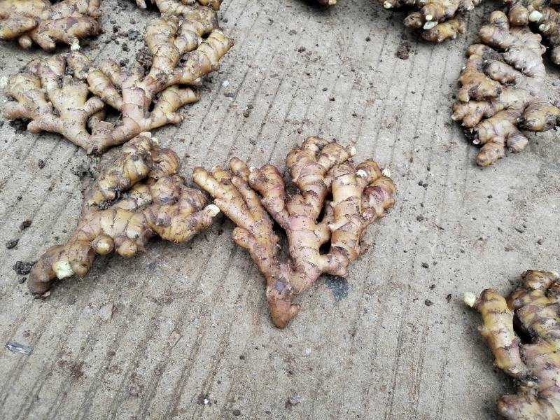 贵州精品，二黄姜，每天能供应十吨以上，量大从优