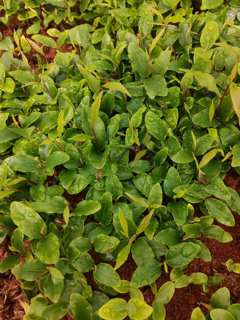 产地供应杜英芽苗杜英籽播幼苗杜英套杯种苗易栽好活量大从优