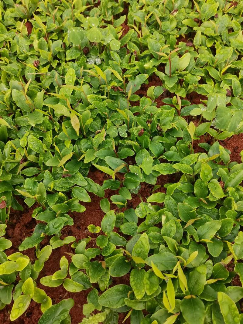 产地供应杜英芽苗杜英籽播幼苗杜英套杯种苗易栽好活量大从优