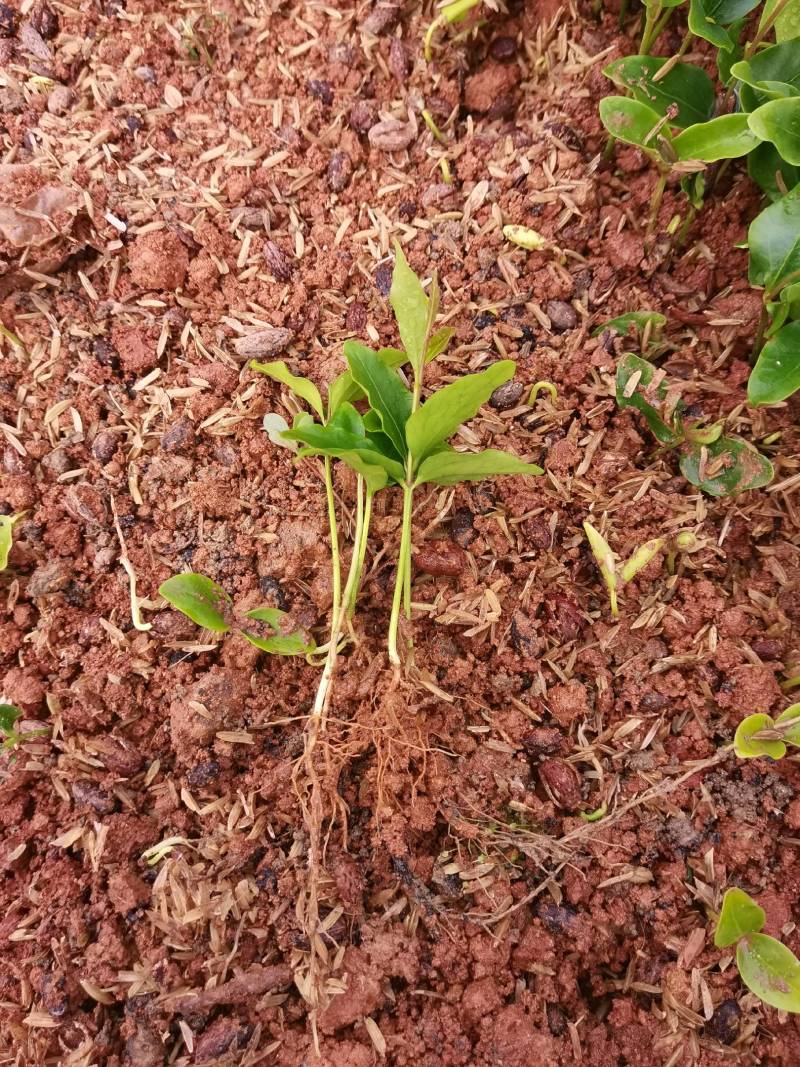 产地供应杜英芽苗杜英籽播幼苗杜英套杯种苗易栽好活量大从优