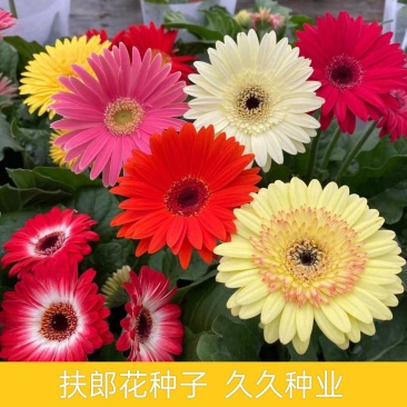 非洲菊种子四季易播混色南非万寿菊种籽室外室内庭院阳台盆栽