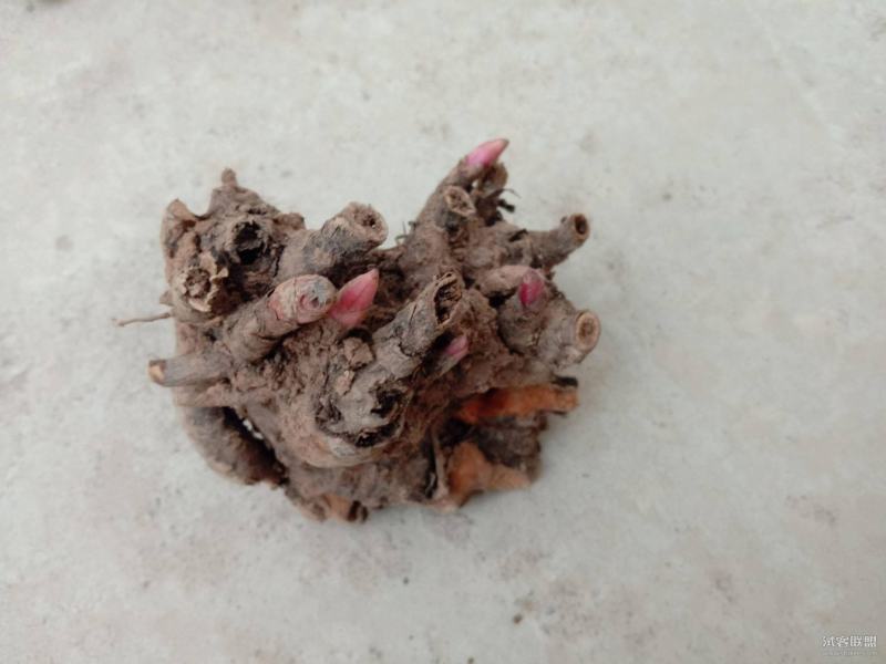芍药根，产地四川道地药材，质优价实，品质保证，药典标准