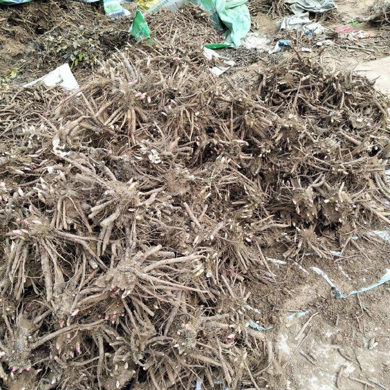芍药根，产地四川道地药材，质优价实，品质保证，药典标准