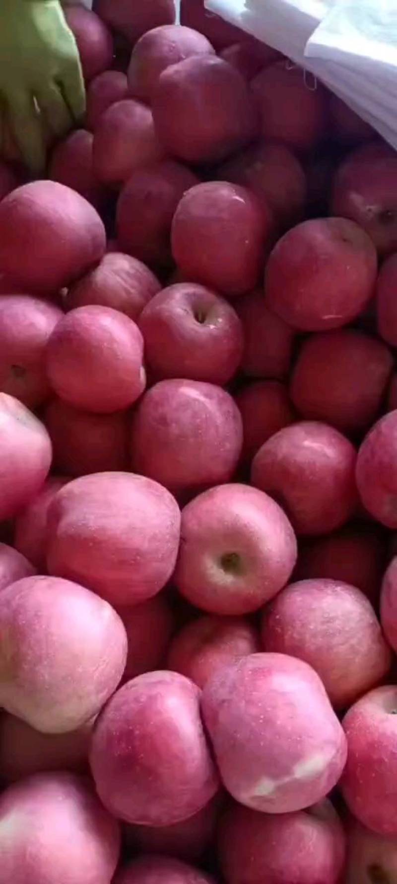 瓦房店市红富士苹果价格便宜质量好三元左右正在大量出库。