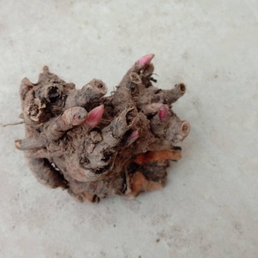 芍药根，产地四川道地药材，质优价实，品质保证，药典标准