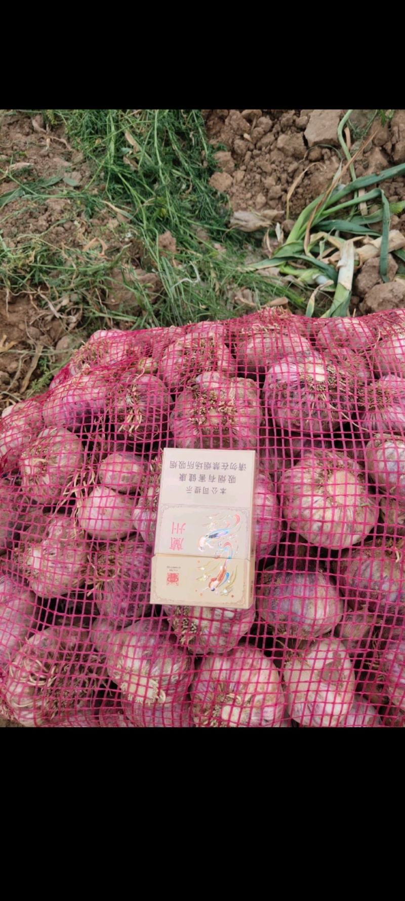 开封紫皮蒜把蒜信息大蒜大量上市品质保证欢迎联系