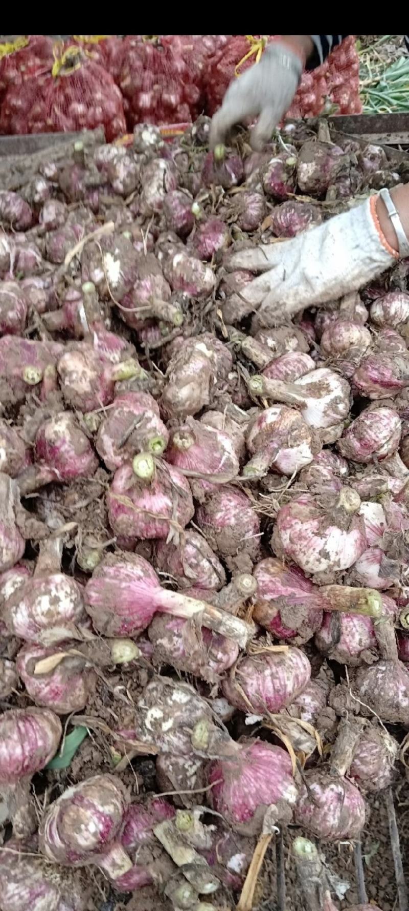 开封紫皮蒜把蒜信息大蒜大量上市品质保证欢迎联系