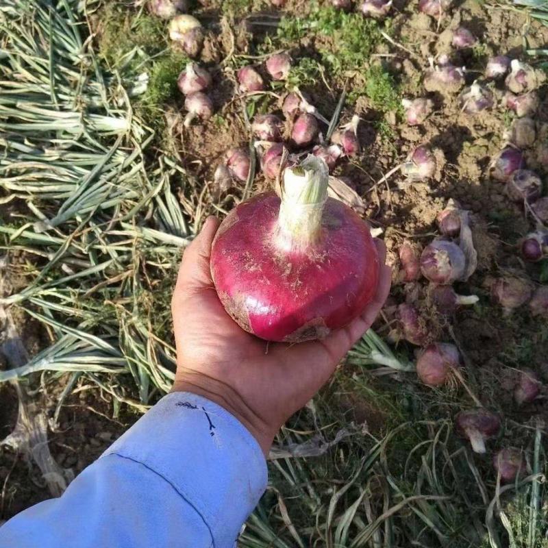 精品红皮洋葱基地直供一手货源品质保证价格实惠