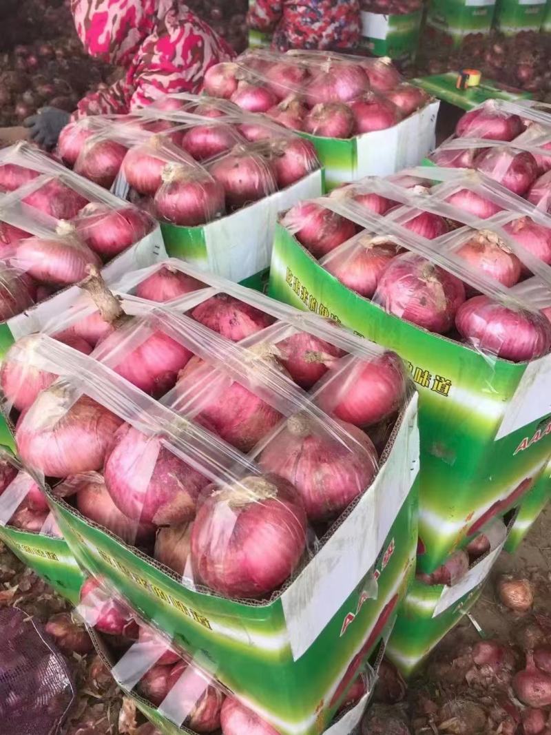 精品红皮洋葱基地直供一手货源品质保证价格实惠