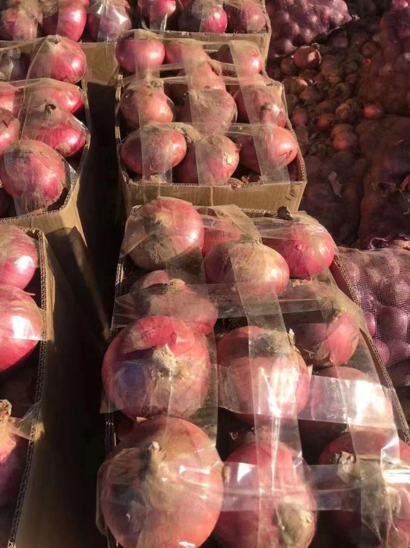 精品红皮洋葱基地直供一手货源品质保证价格实惠