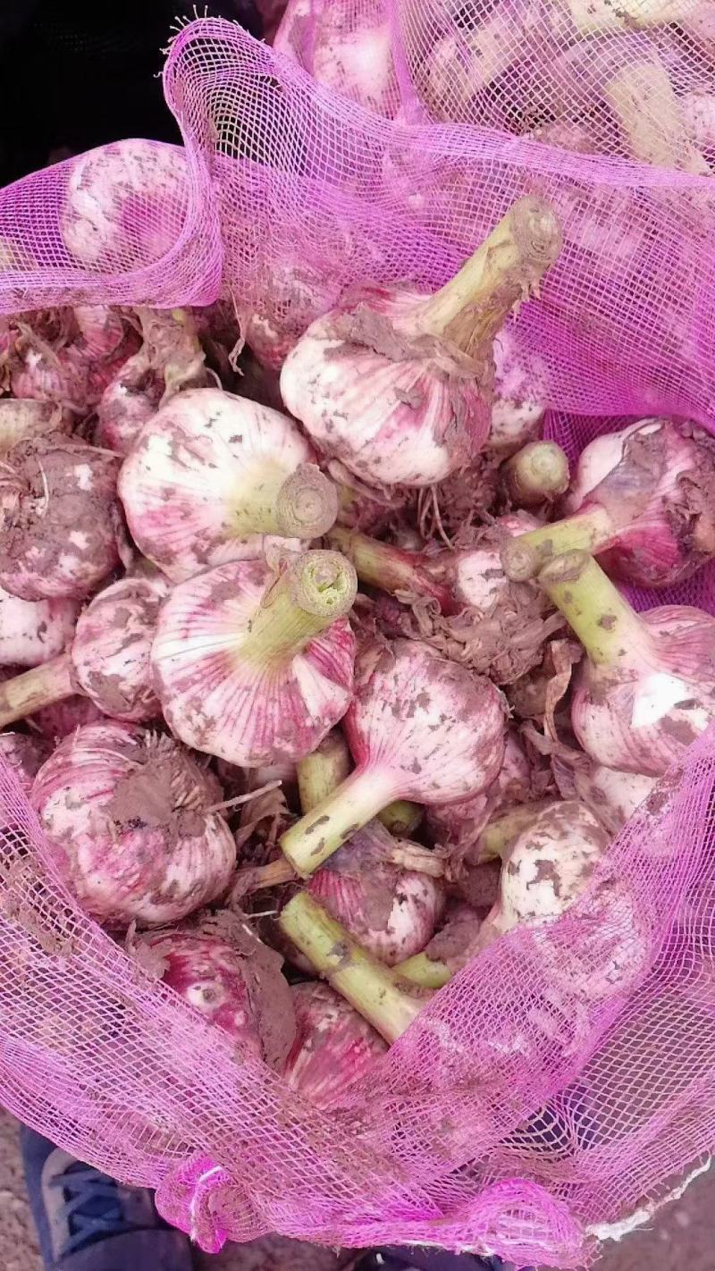 开封紫皮蒜把蒜信息大蒜大量上市品质保证欢迎联系