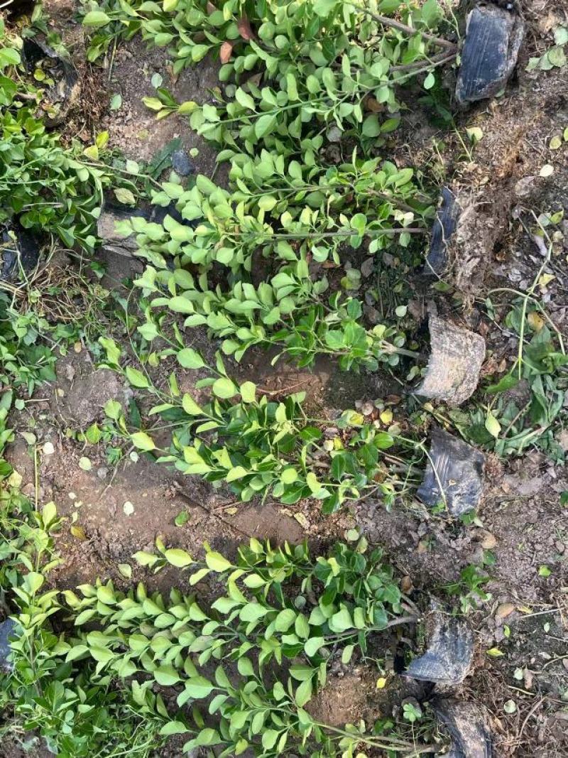 卫矛杯苗基地批发50高25冠幅卫矛大杯苗