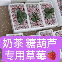 双流草莓奶茶用草莓糖葫芦用草莓烘培草莓蛋糕专用草莓