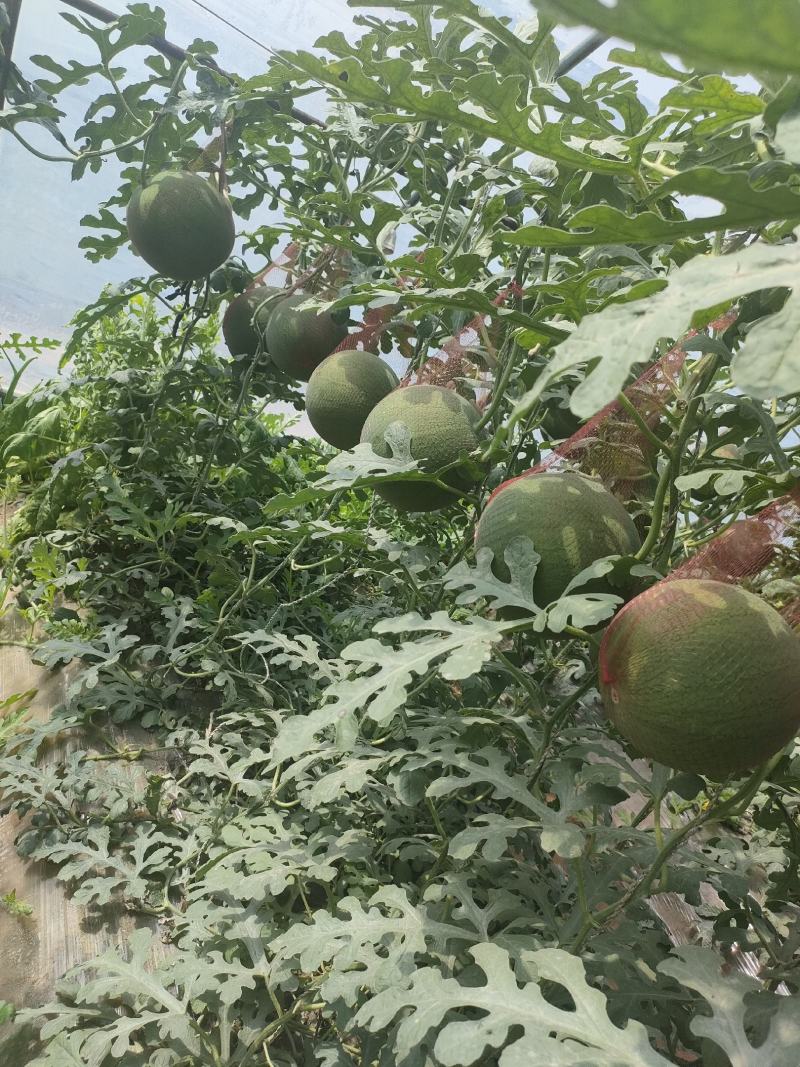 宁夏良田沙地精品牛奶小吊瓜