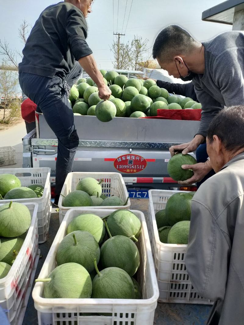 宁夏良田沙地精品牛奶小吊瓜