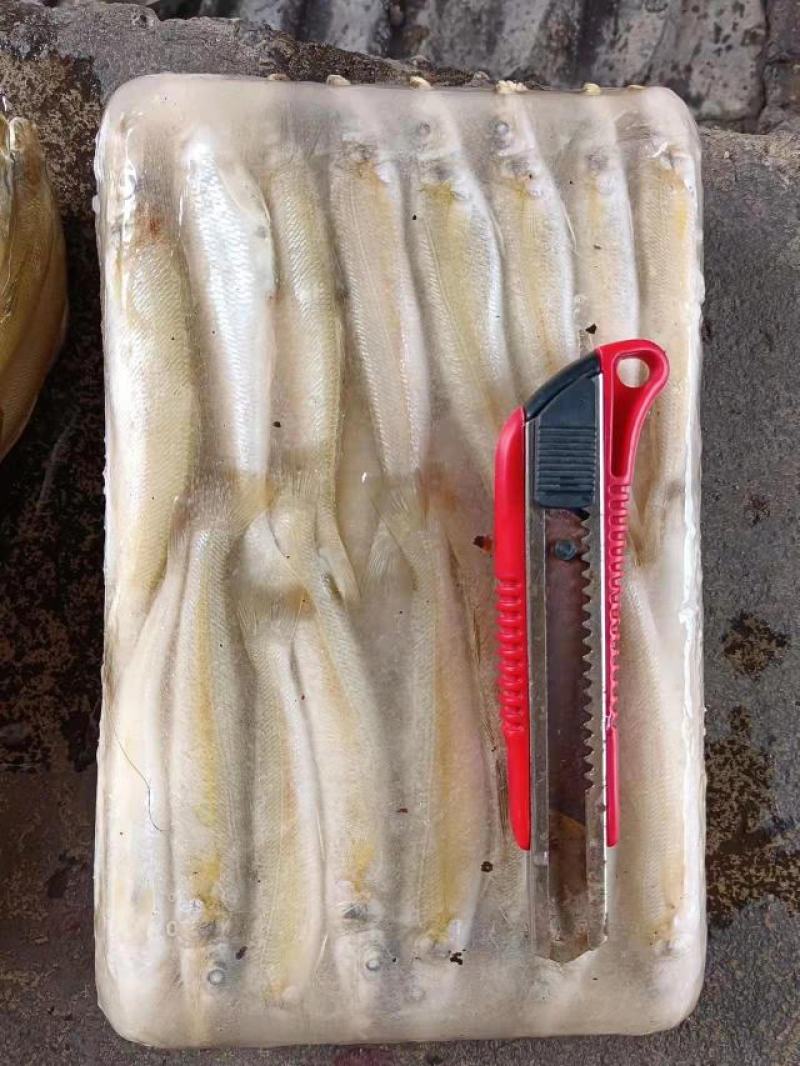 动丁鱼沙占鱼