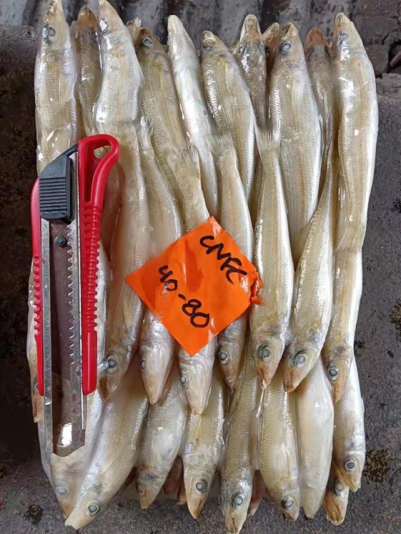 动丁鱼沙占鱼