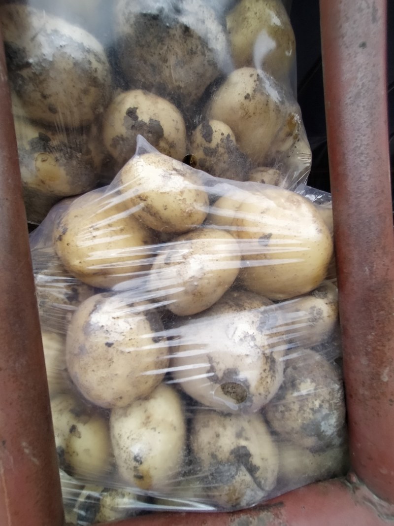 新土豆黄心土豆