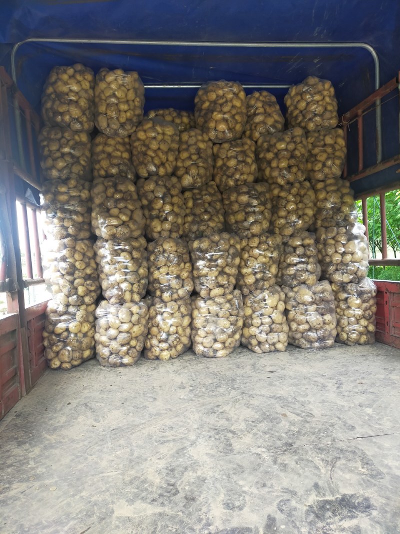 新土豆黄心土豆