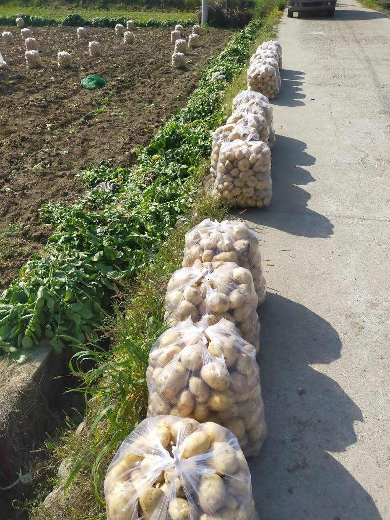 新土豆黄心土豆