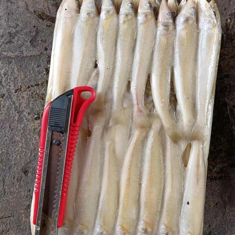 动丁鱼沙占鱼