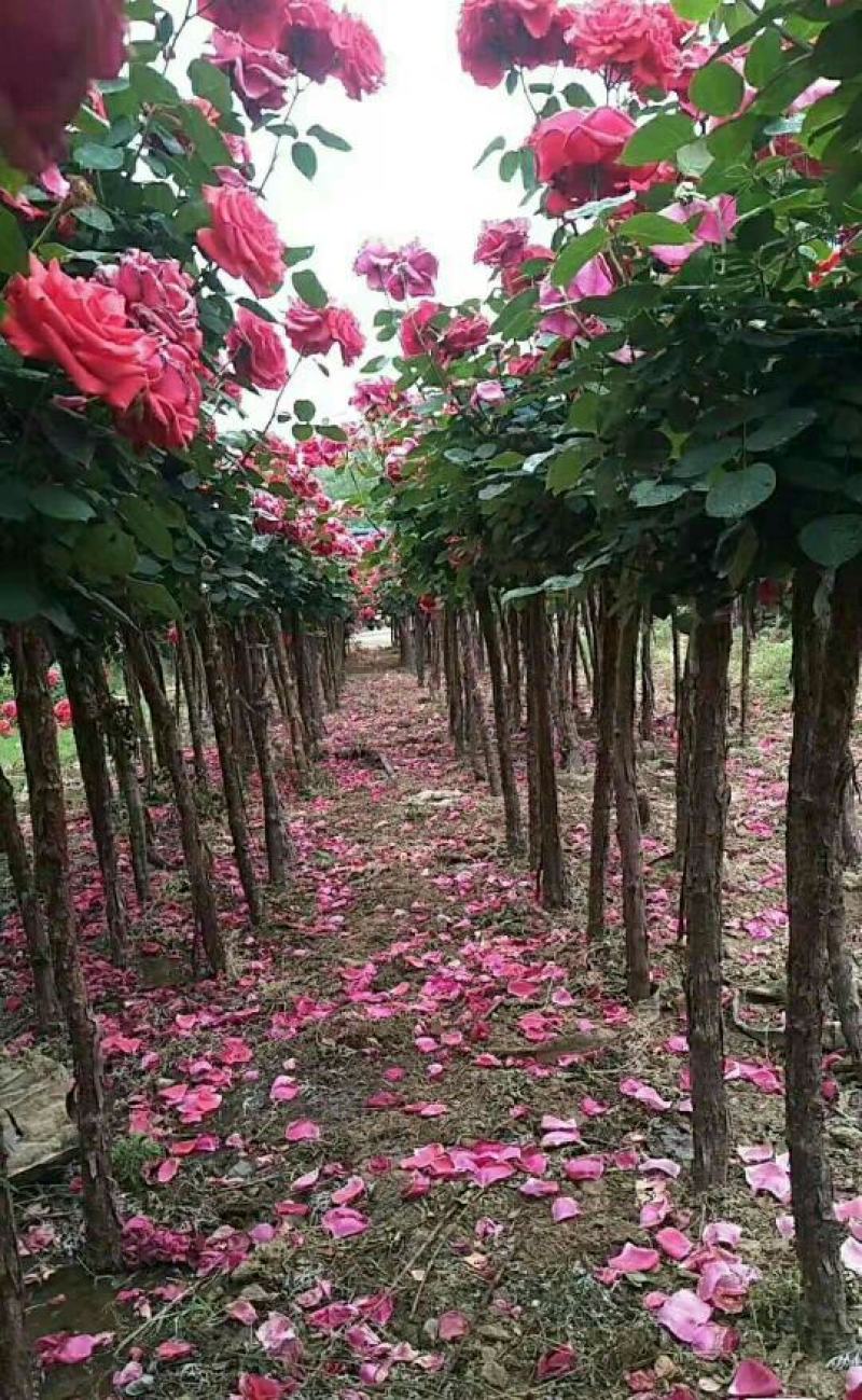 单色双色多色精品树桩月季3-8公分粗货足打木架原土带花发