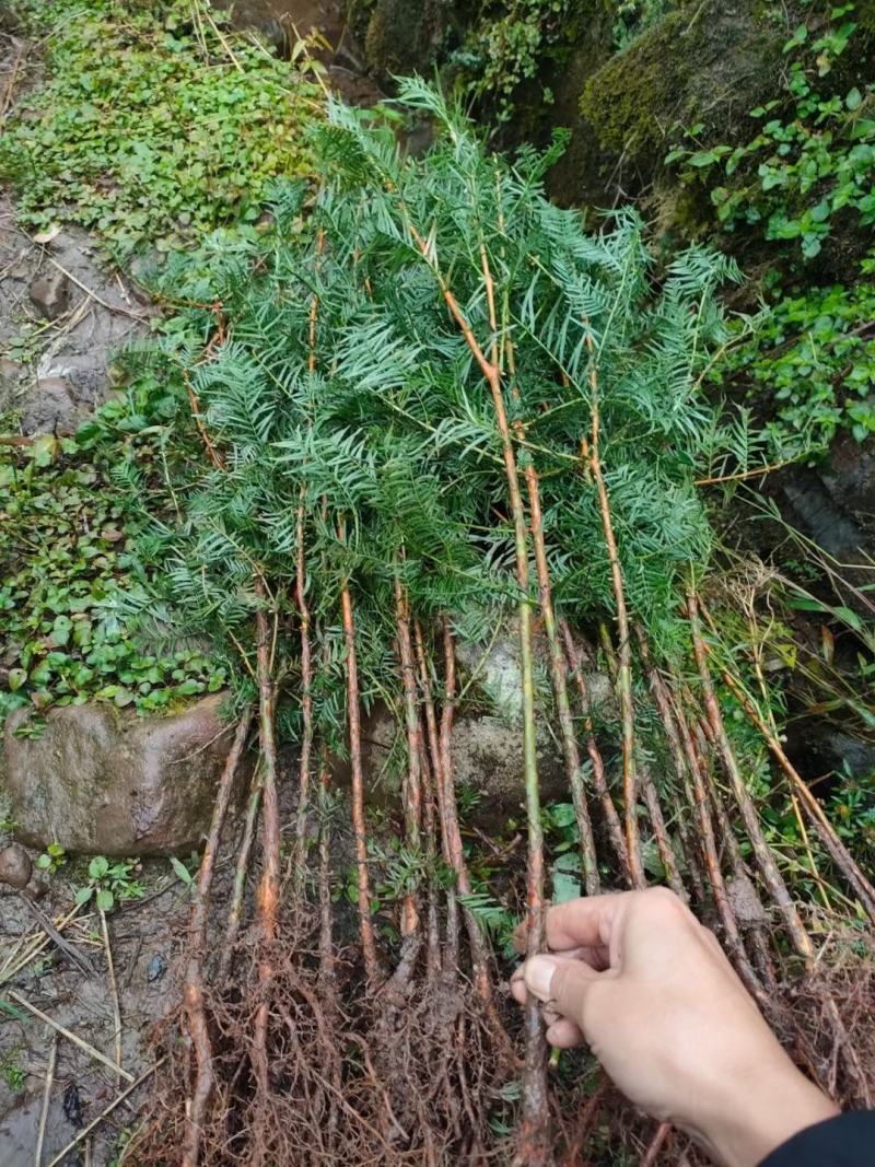 水杉苗湿地造林苗圃直销价格优惠水杉小苗价格