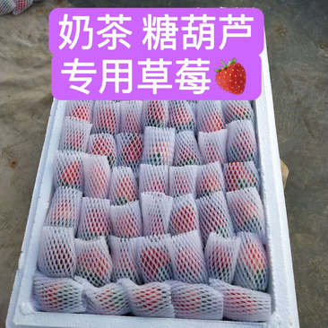 云南草莓夏季双流草莓蒙特瑞5斤10斤包邮