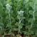 银叶金合欢树苗合适绿化工程绿化种植复绿化工程树苗