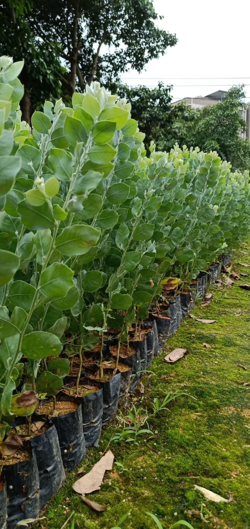 银叶金合欢树苗合适绿化工程绿化种植复绿化工程树苗