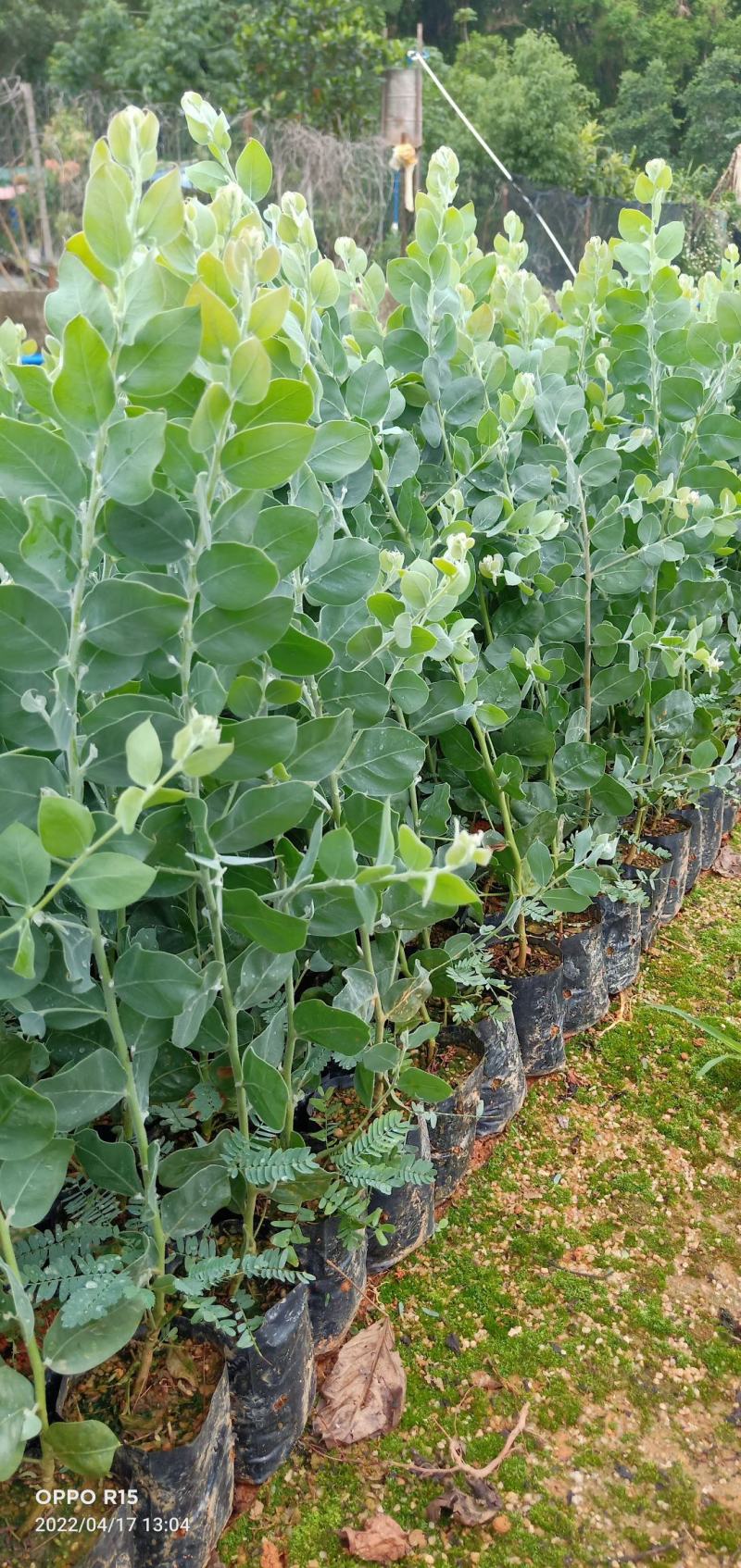 银叶金合欢树苗合适绿化工程绿化种植复绿化工程树苗