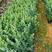 银叶金合欢树苗合适绿化工程绿化种植复绿化工程树苗