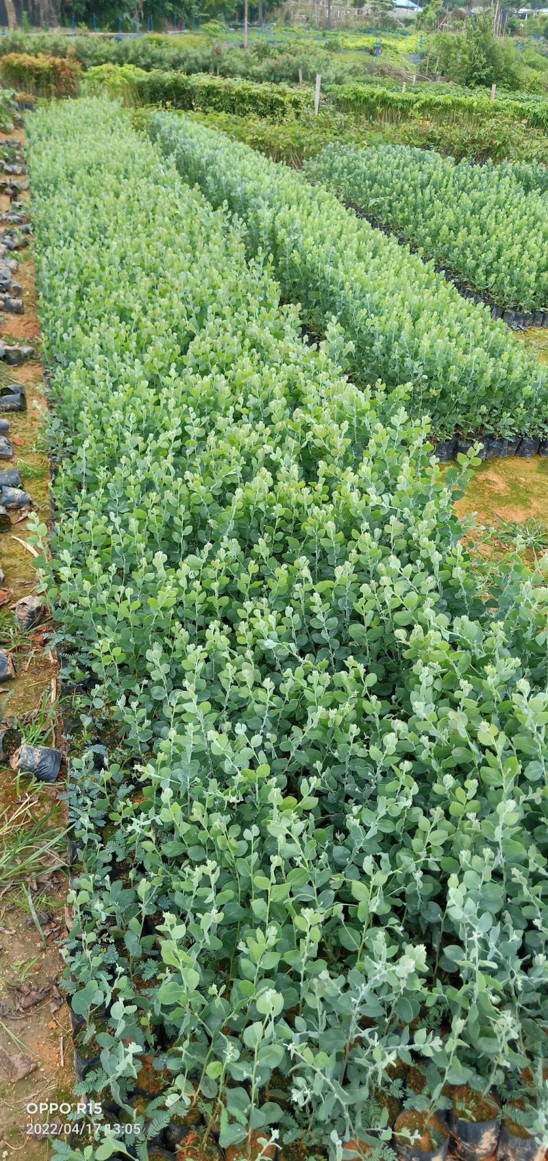 银叶金合欢树苗合适绿化工程绿化种植复绿化工程树苗