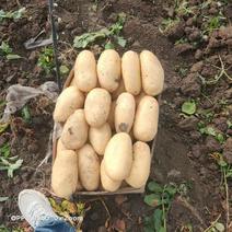 黄心土豆开始大量上市中，基地现采，品质好，可打各种包装！