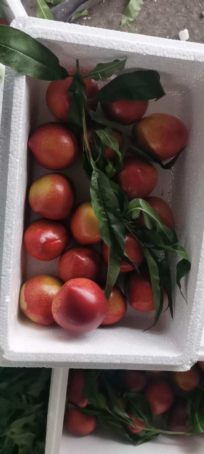 山东沂蒙山黄肉油桃，口感脆甜，满满的桃味