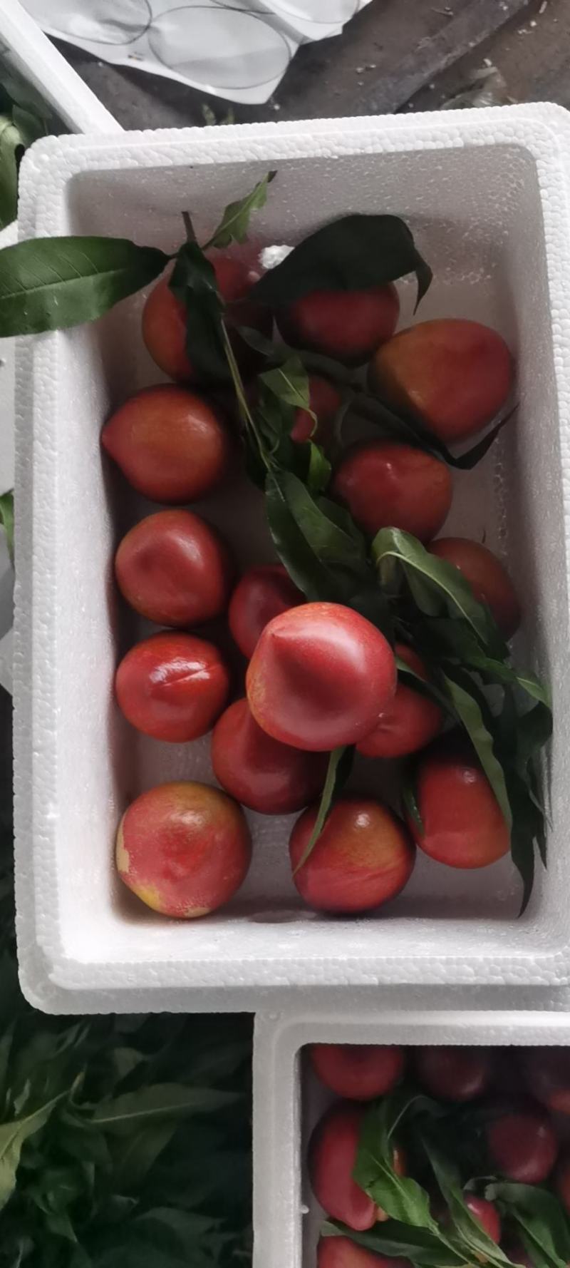 山东沂蒙山黄肉油桃，口感脆甜，满满的桃味