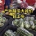 博洋甜瓜